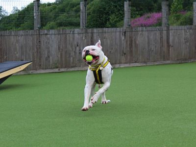 Jonie | American Bulldog | Glasgow - 5