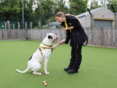 Jonie | American Bulldog | Glasgow - 3