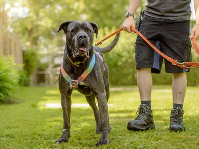 Mavis | Italian Corso Dog | Kenilworth (West Midlands) - 5