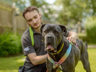 Mavis | Italian Corso Dog | Kenilworth (West Midlands) - 3