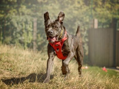 Mavis | Italian Corso Dog | Kenilworth (West Midlands) - 3