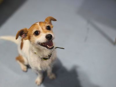 Loki | Terrier (Jack Russell) Cross | Manchester - 5