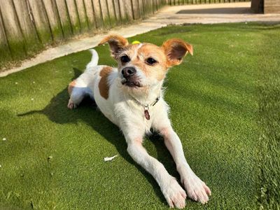 Loki | Terrier (Jack Russell) Cross | Manchester - 3
