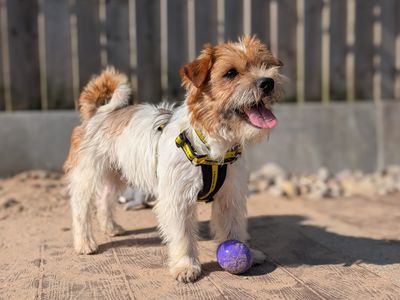 Sully | Shih Tzu Cross | Cardiff - 3