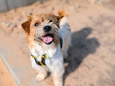 Sully | Shih Tzu Cross | Cardiff - 5