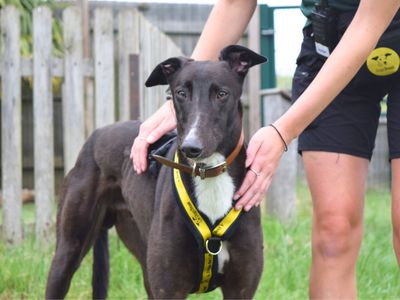 Marty, a 4 years old male Greyhound available for adoption from Dogs Trust in Harefield, Greater London