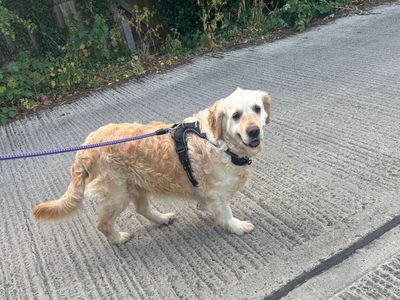 Lavender | Retriever (Golden) | Evesham (Worcestershire) - 2