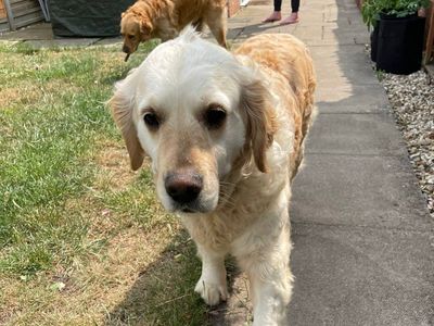 Lavender | Retriever (Golden) | Evesham (Worcestershire) - 3