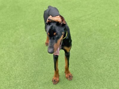 Duke | Dobermann | Basildon (Essex) - 3