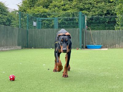 Duke | Dobermann | Basildon (Essex) - 5