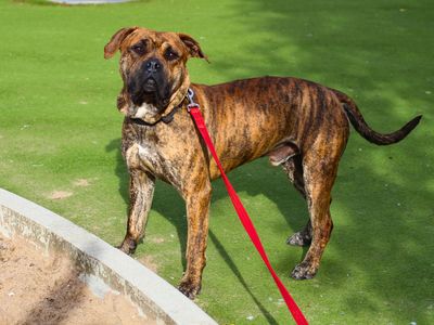 Dinks | Dogo Canario Cross | Manchester - 3