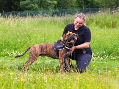 Dinks | Dogo Canario Cross | Manchester - 2