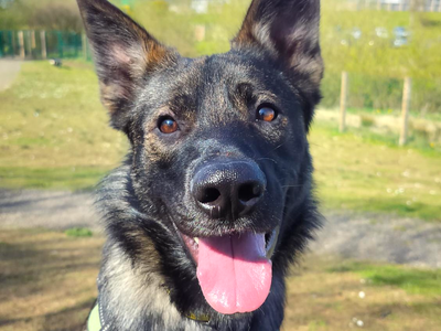 Bandit | German Shepherd Dog Cross | Ballymena (Northern Ireland) - 3