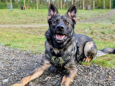 Bandit, a 1 year old male German Shepherd available for adoption from Dogs Trust in Northern Ireland