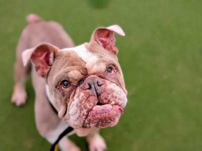 Gertrude | Bulldog | Cardiff - 3