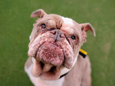 Gertrude | Bulldog | Cardiff - 5