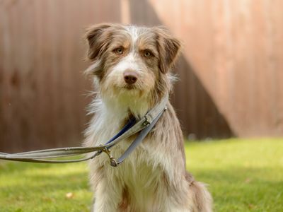 Constance | Collie (Bearded) Cross | Kenilworth (West Midlands) - 2