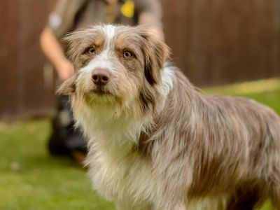 Constance | Collie (Bearded) Cross | Kenilworth (West Midlands) - 3