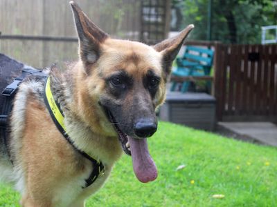 Georgia | German Shepherd Dog | Merseyside (Liverpool) - 3
