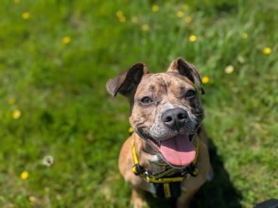 Nora | Lurcher Cross | Bridgend (Wales) - 3
