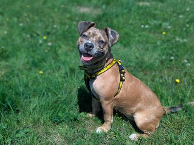 Nora | Lurcher Cross | Bridgend (Wales) - 5