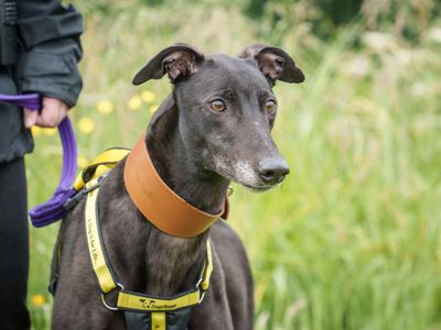 Griff | Greyhound | Loughborough - 3