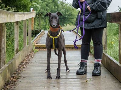 Griff | Greyhound | Loughborough - 2