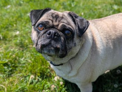Jojo | Pug | Bridgend (Wales) - 3