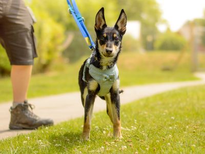 Binky | Crossbreed | Kenilworth (West Midlands) - 3