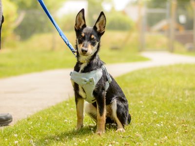 Binky | Crossbreed | Kenilworth (West Midlands) - 2