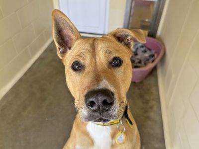 Tolsa | Crossbreed | Basildon (Essex) - 5