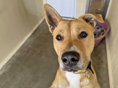 Tolsa | Crossbreed | Basildon (Essex) - 3
