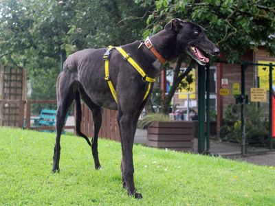 Josephine | Greyhound | Merseyside (Liverpool) - 3