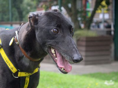 Josephine | Greyhound | Merseyside (Liverpool) - 1