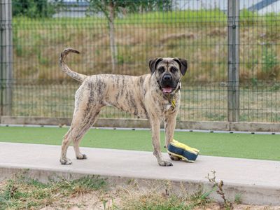 Kay | Mastiff | Evesham (Worcestershire) - 3
