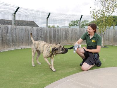 Kay | Mastiff | Evesham (Worcestershire) - 5