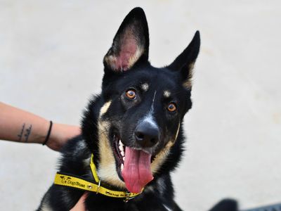 Cookie | Alaskan Malamute Cross | Manchester - 2