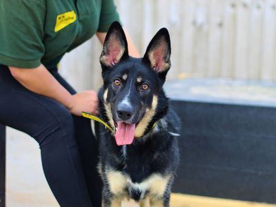Cookie | Alaskan Malamute Cross | Manchester - 3