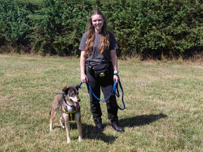Chloe | Siberian Husky Cross | Loughborough - 3