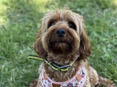 April | Poodle (Miniature) Cross | Shrewsbury (Shropshire) - 3