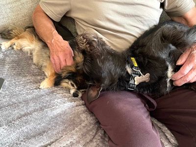Dexter | Terrier (Patterdale) | Shoreham (Sussex) - 2