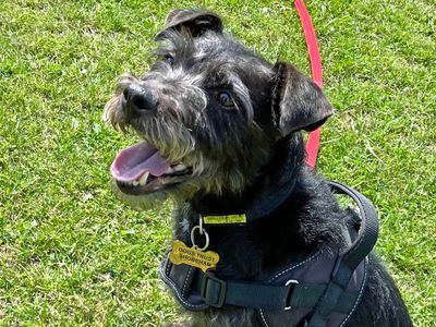Dexter | Terrier (Patterdale) | Shoreham (Sussex) - 3