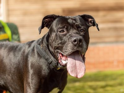 Conan | Rottweiler Cross | Kenilworth (West Midlands) - 3