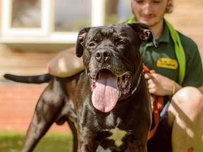 Conan | Rottweiler Cross | Kenilworth (West Midlands) - 5