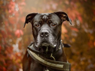 Conan | Rottweiler Cross | Kenilworth (West Midlands) - 3