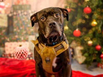 Conan | Rottweiler Cross | Kenilworth (West Midlands) - 5