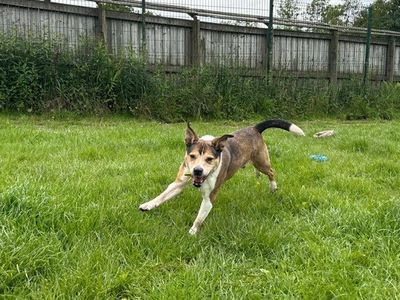 Snowy | Terrier (Jack Russell) Cross | West Calder (Edinburgh) - 3
