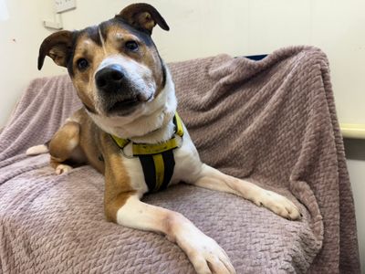 Snowy | Terrier (Jack Russell) Cross | West Calder (Edinburgh) - 1