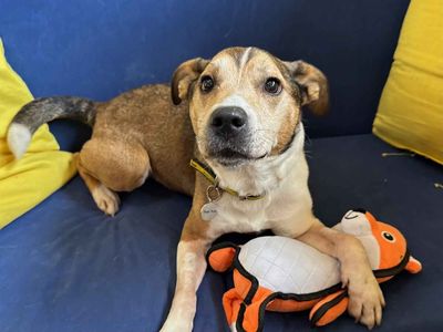 Snowy | Crossbreed | West Calder (Edinburgh) - 4