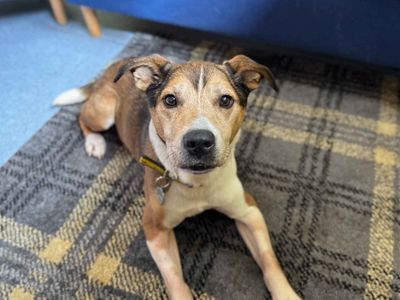 Snowy | Crossbreed | West Calder (Edinburgh) - 2